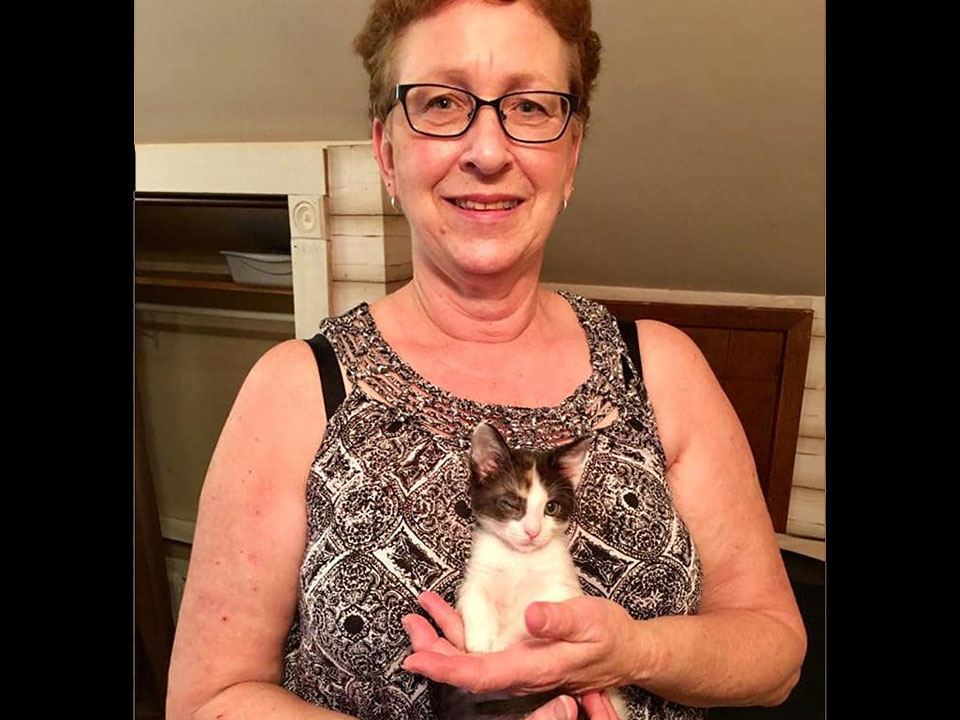 W.O.W.foster kitties