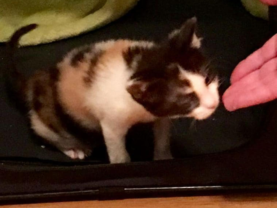 W.O.W.foster kitties