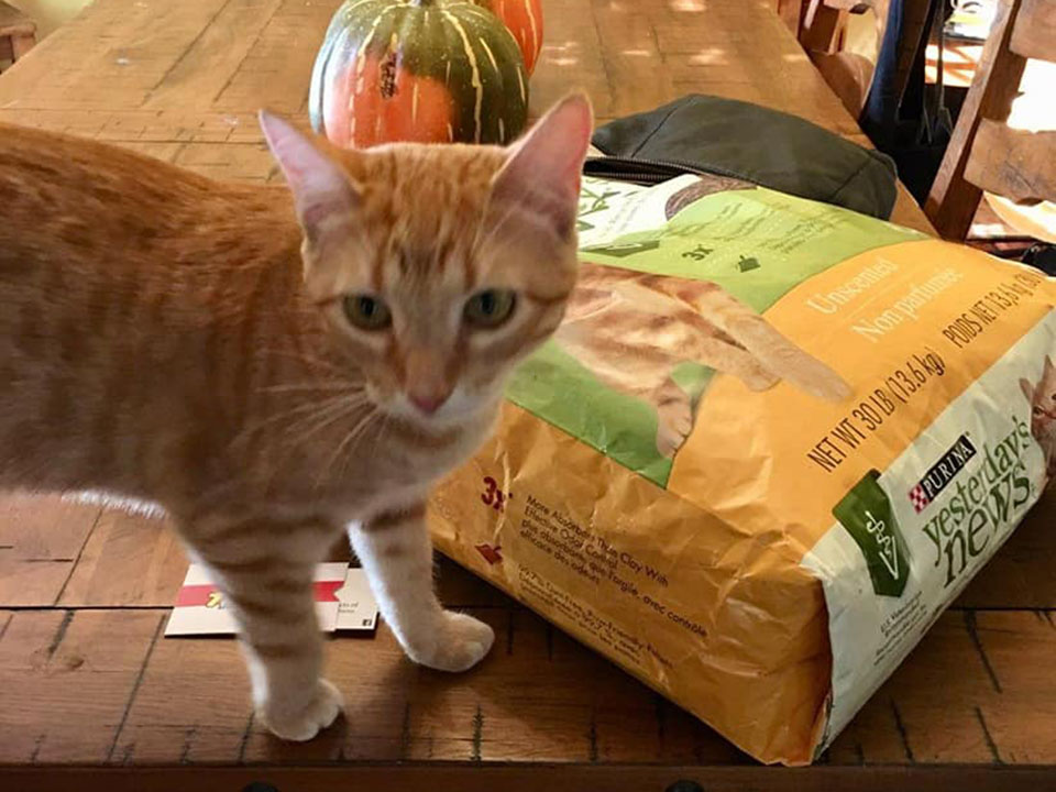 W.O.W.foster kitties