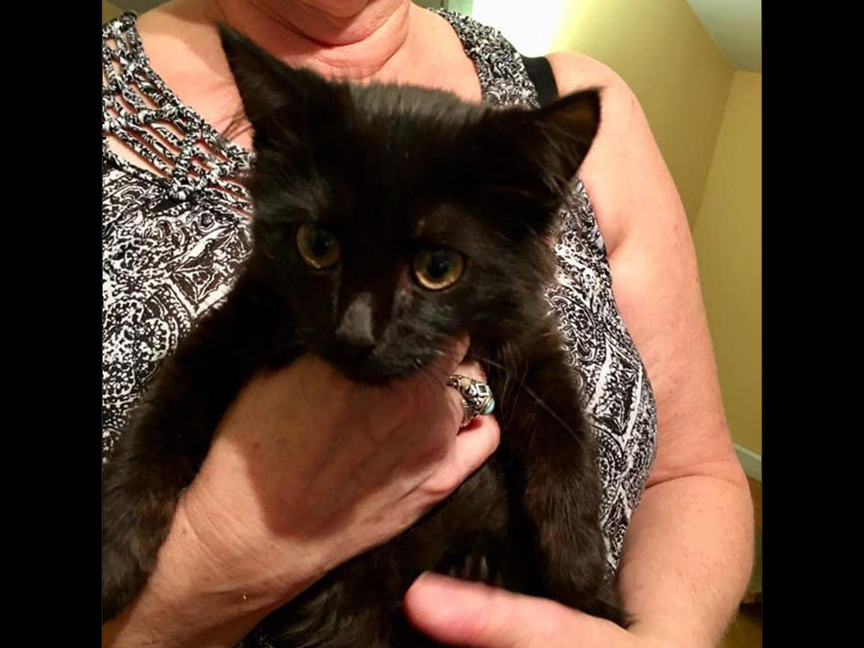 W.O.W.foster kitties