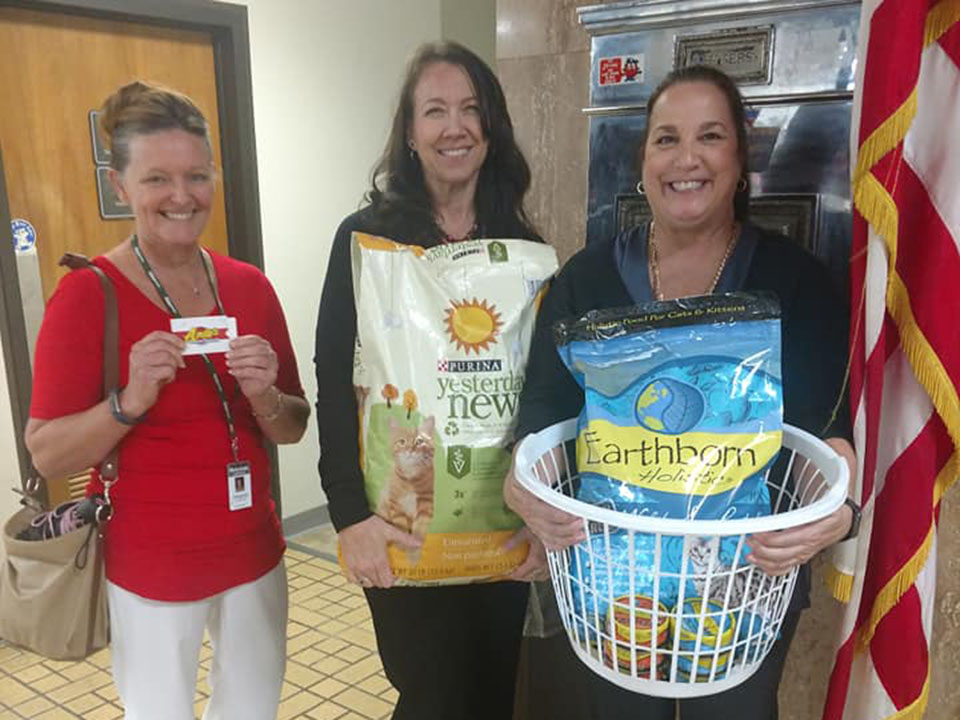 W.O.W.foster kitties